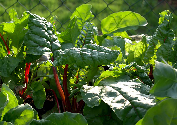 Wykham Quince Fresh Fruit from the farm